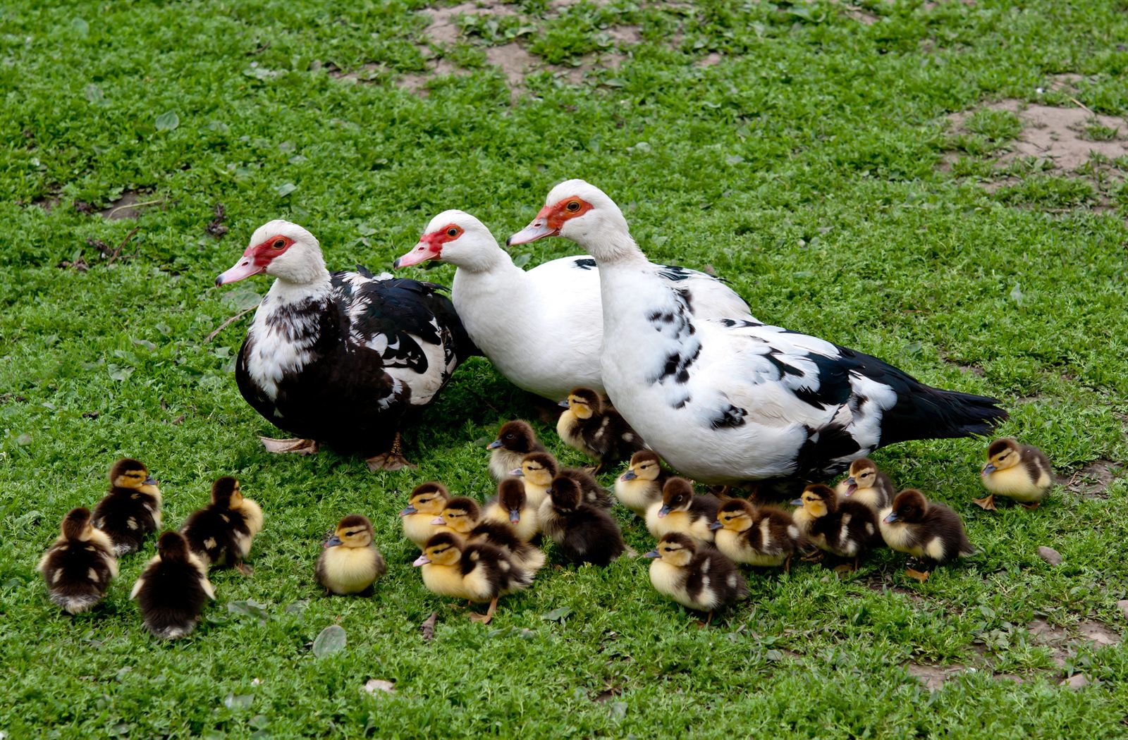 Geese and ducks at a pond shoreline